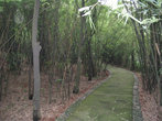 Среди бамбуковых зарослей