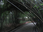 Густые заросли бамбука обступают тропинки со всех сторон