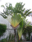 Красивая веерная пальма