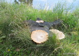 Вокруг старого пня — невероятных размеров грибы!