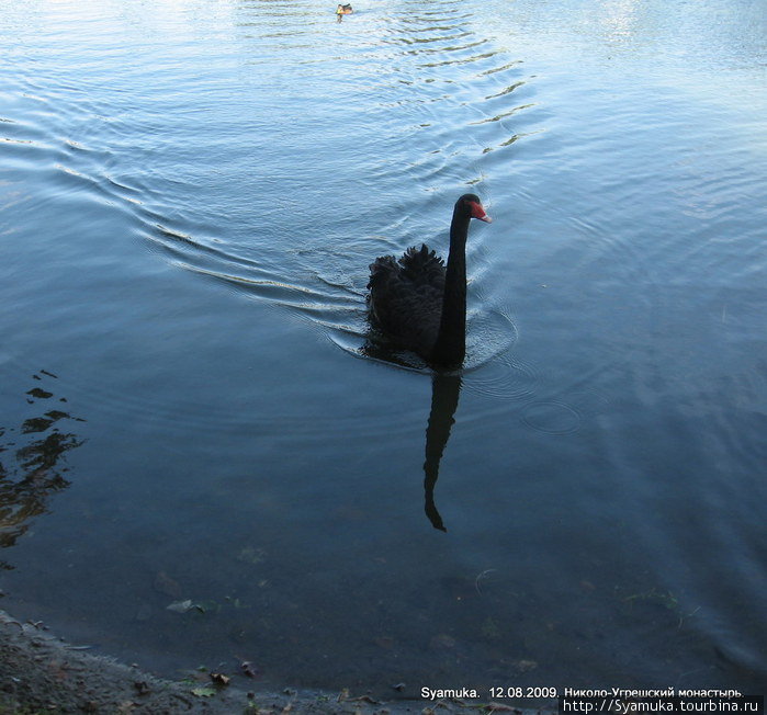На монастырском пруду много водоплавающей птицы. Здесь и утки, и гуси, черные и белые лебеди... Дзержинский, Россия