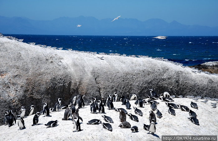 Африканские пингвины Западная Капская провинция, ЮАР
