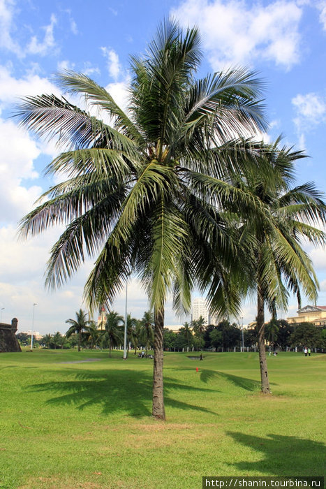 Пальмы на поле для гольфа Манила, Филиппины