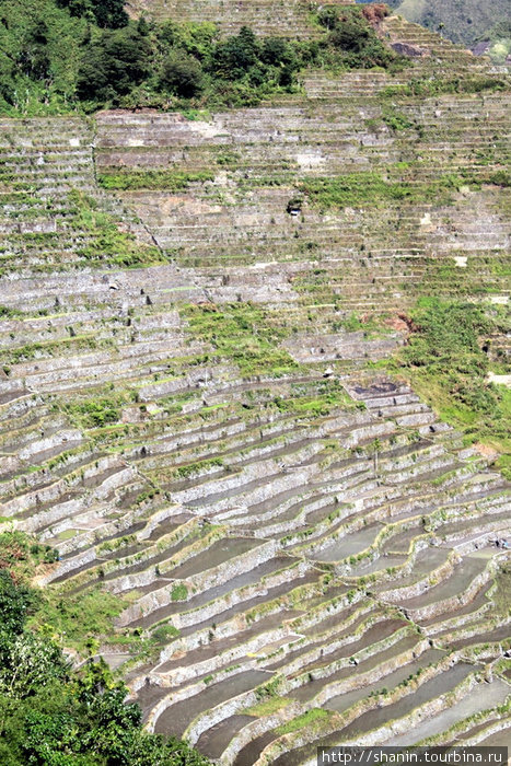 Рисовые террасы в конце декабря Банауэ Рисовые Террасы, Филиппины