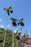 Пальмы и соломенная крыша