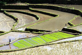 Рисовые террасы с водой