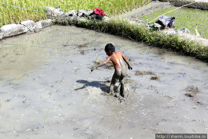 Работать приходится с раннего детства и постоянно в грязи! Банауэ Рисовые Террасы, Филиппины
