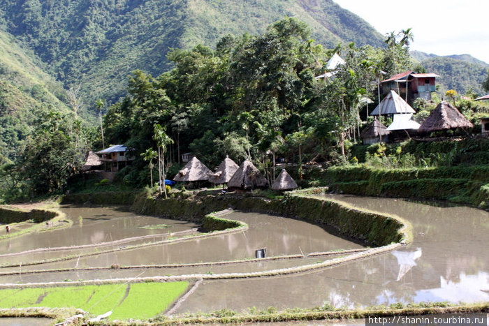 Дома с соломенными крышами в традиционном стиле Банауэ Рисовые Террасы, Филиппины
