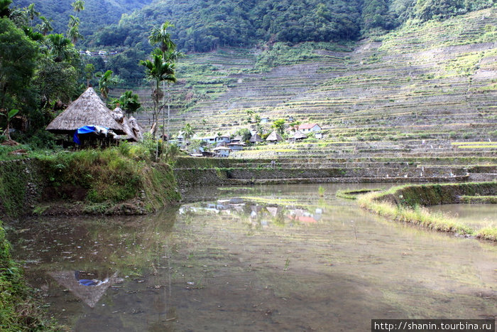 Вода на рисовом поле Банауэ Рисовые Террасы, Филиппины