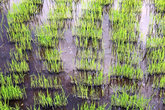 Зеленые побеги риса
