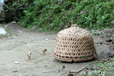 Цыплята и петух в плетеной корзине