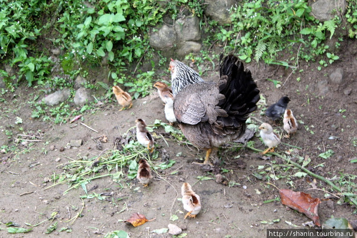 Наседка с цыплятами Банауэ Рисовые Террасы, Филиппины