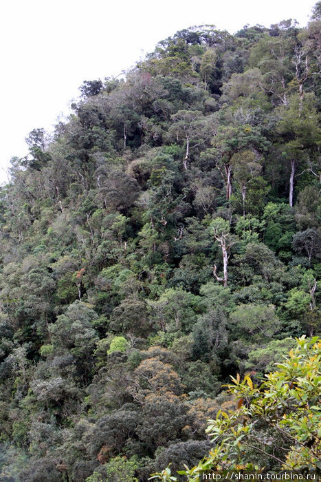 Нижняя часть склона горы Кота-Кинабалу заросла густым лесом Штат Сабах, Малайзия