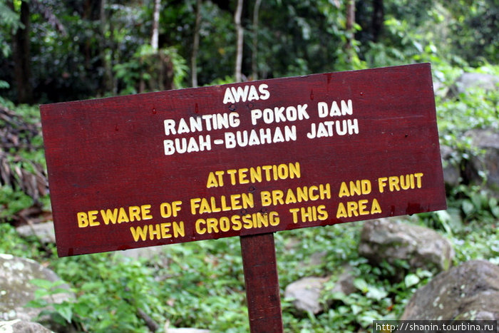 По джунглям ходить опасно! Кампонг-Поринг, Малайзия