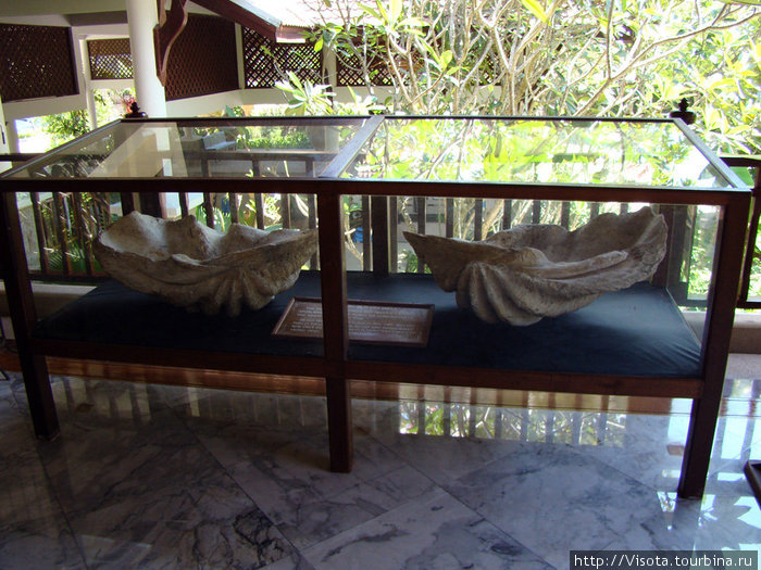 раковины, которым несколько тысяч лет раковины, которым несколько тысяч лет