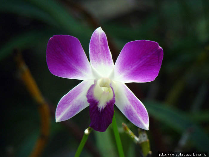 цветов всяких разновидностей полно цветов всяких разновидностей полно