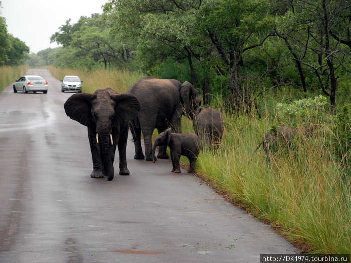 В течение продолжительности жизни, слоны проходят от стадии непослушного детства, любопытной юности до взрослой жизни, когда слон превращаетсся в гордое интеллектуальное и величественное животное. Национальный парк Крюгер, ЮАР