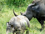 Белый носорог — самое большое млекопитающее земли после слона. Это — животное с доисторических времен практически не изменилось, миллионы лет назад, оно уже бродило по суше.