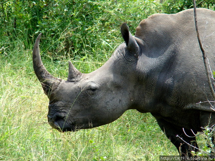Кожа белого носорога толстая, серого цвета и почти полностью лысая. Белый носорог имеет спокойный характер, в отличие от его родственника, черного носорога. Национальный парк Крюгер, ЮАР