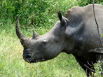 Кожа белого носорога толстая, серого цвета и почти полностью лысая. Белый носорог имеет спокойный характер, в отличие от его родственника, черного носорога.