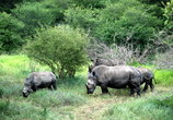 Каждый доминирующий самец имеет свою собственную территорию, на которой могут располагаться несколько самок и несколько мужских особей. Территориальные границы обычно носороги метят.