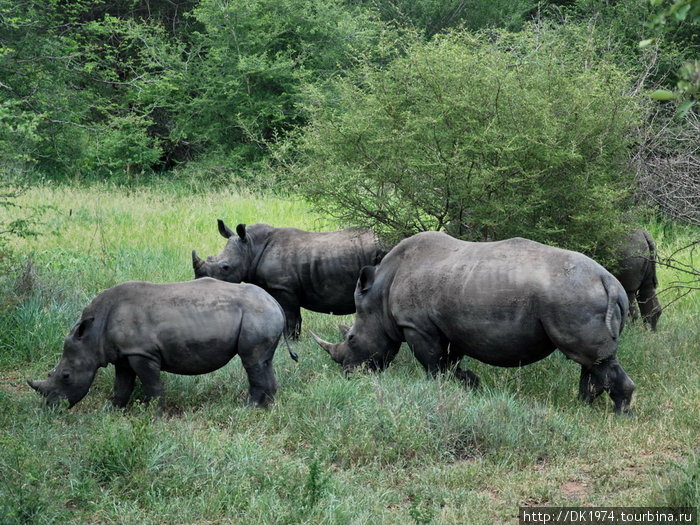 И черные и белые носороги