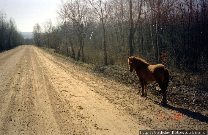 Лошадь на дороге Китай