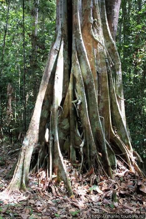 Дерево с огромными корнями Мири, Малайзия