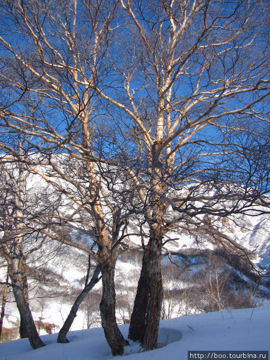Долина Гейзеров зимой. Кроноцкий Биосферный Заповедник, Россия