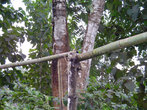 Водопровод мз бамбуковых труб