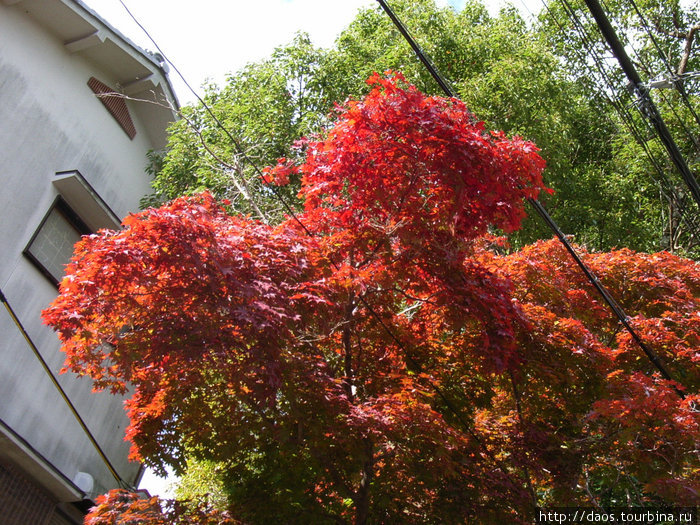 Это клёны (момидзи) ка которые ходят смотреть осенью вместо сакуры Префектура Нара, Япония