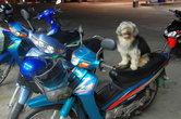 Тайский пес на мотоцикле