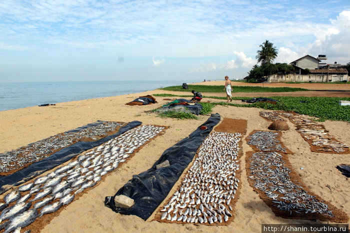 Рыба сушится прямо на пляже Негомбо, Шри-Ланка