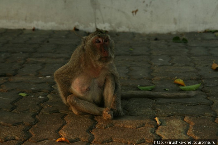 Город обезьяннего беспредела... Лоп-Бури, Таиланд
