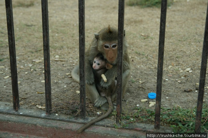 Город обезьяннего беспредела... Лоп-Бури, Таиланд