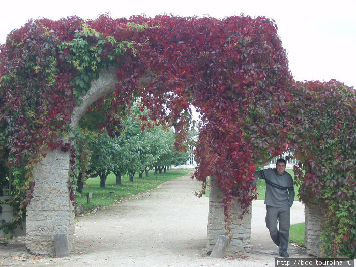 каменные арки увиты девичьим виноградом Палмсе, Эстония
