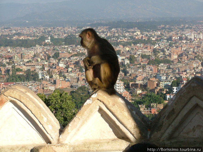 Мы снова вернулись в Катманду. Вид на город из храма обезьян. А вот и одна из его хозяек — священное животное.
