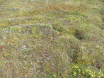 Тундра в начале сентября это поля брусники и морошки