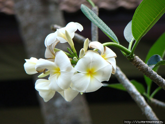 орхидеи растут везде Остров Пхукет, Таиланд