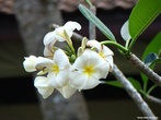 орхидеи растут везде