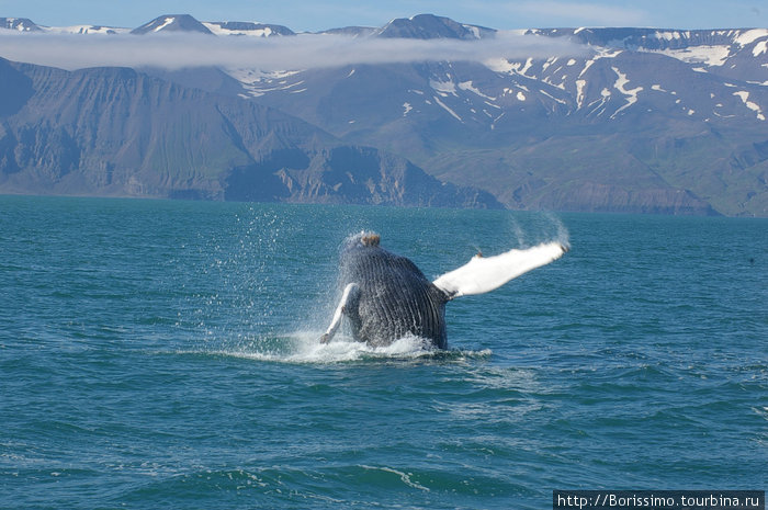 Красавец-кит, выпрыгивающий из воды на фоне вулканов Исландии.