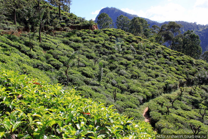 Чайная плантация на пути к Малому пику Адам а Элла, Шри-Ланка