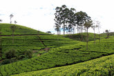 Деревья на чайной плантации