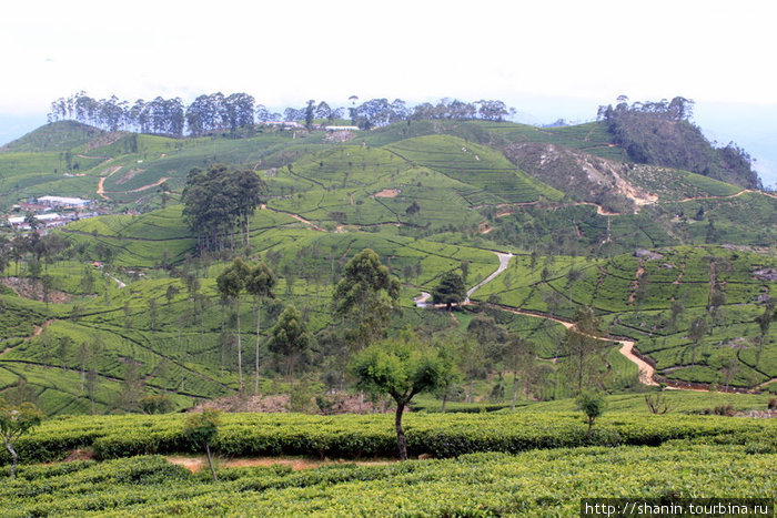 Чайные плантации Хапутале, Шри-Ланка