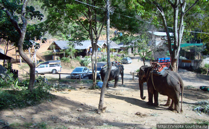 слоновья ферма Остров Пхукет, Таиланд