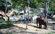 слоновья ферма