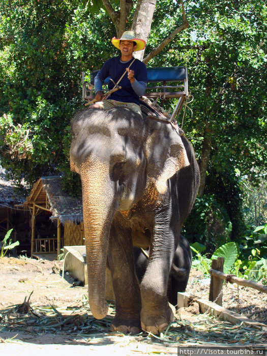 прогулки на слонах Остров Пхукет, Таиланд
