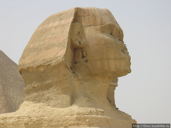 голову сфинкса облюбвали птицы Гиза, Египет