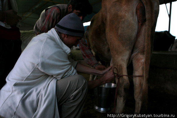 Учусь доить корову Харидвар, Индия