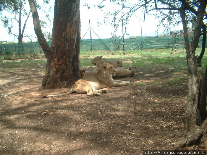 Парк львов Йоханнесбург, ЮАР